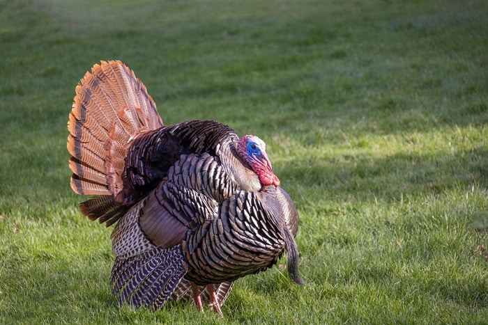 November First Friday: Turkey Time